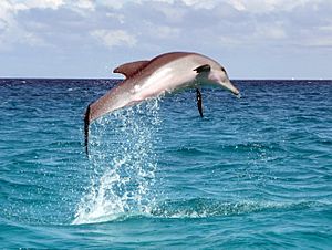 Dolphin leap