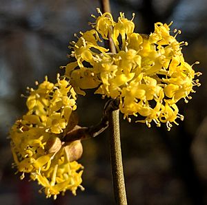 DurandEastmanPark2019SpringCornelianCherryDogwoodCrop