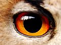 Eagle(owl)-eye - modified