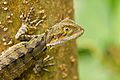 Eastern Water Dragon 20140125