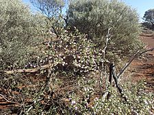 Eremophila georgei (habit)