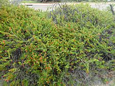 Eremophila glabrosa carnosa (habit)