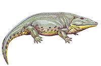 Eryops1DB