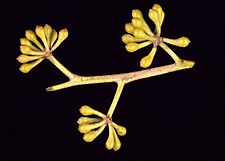 Eucalyptus andrewsii buds