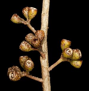 Eucalyptus phaenophylla (7596749130)