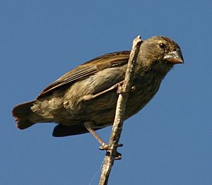 Female Galápagos small ground finch.jpg