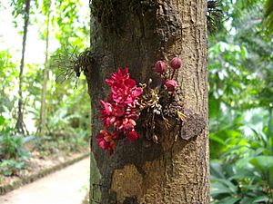 Flores do cacauieiro.JPG