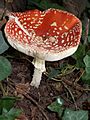 Fly Agaric Gunnersbury Triangle