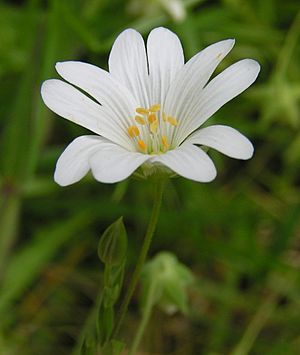 Greater Stitchwort close 800.jpg