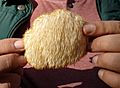 Hericium erinaceus 2