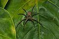 Heteropoda venatoria-Kadavoor-2017-05-22-001