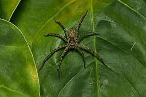 Heteropoda venatoria-Kadavoor-2017-05-22-001.jpg