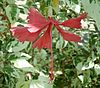 Hibiscus rosa-sinensis3 ies