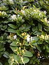 Honeysuckle-2.jpg