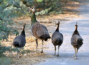 Indian Peahens I IMG 9647