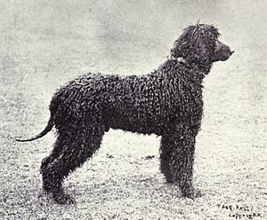 Irish Water Spaniel from 1915