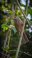 Jungle Babbler 1