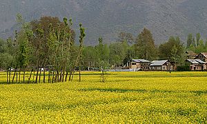 Kashmir Spring