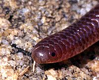 Leptotyphlops humilis - head