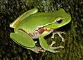 Litoria phyllochroa