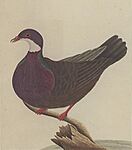 LordHoweIslandPigeonByGeorgeRaper