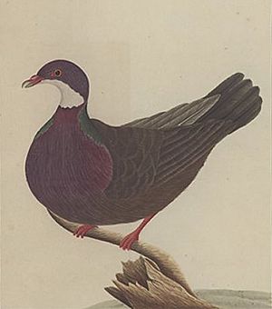 LordHoweIslandPigeonByGeorgeRaper.jpg