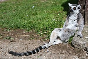 Lounginglemur