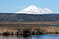 Photograph of a great egret standing on a canal gate valve amidst the marshes of the Lower Klamath National Wildlife Refuge.