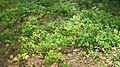 Maple Beech Community Seedlings