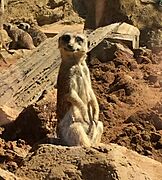 Meercat 2018 Auckland Zoo