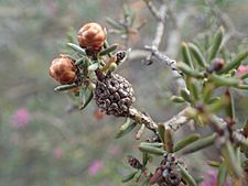 Melaeluca concinna fruit