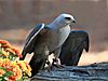 Mississippi Kite RWD3.jpg