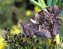 NZ Red Admiral (Vanessa gonerilla)-5