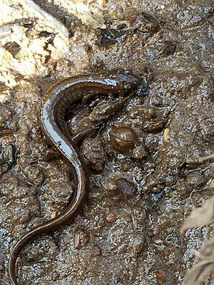 Northern Dusky Salamander