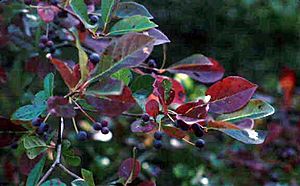 Nyssa sylvatica with mature fruit