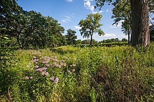 Oak savanna Minneapolis