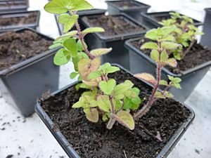 Origanum vulgare young plant 2