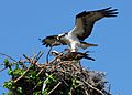 Osprey prepare to mate