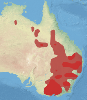 Painted Honeyeater2.png