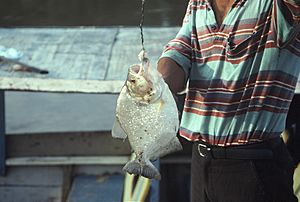 Peru - PiranhaFishing