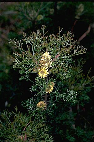 Petrophile canescens.jpg