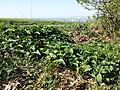 Phlomis tuberosa sl67