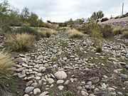 Phoenix-Joint Head Dam-Salt River-3