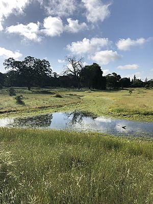 Phoenix Vernal Pool