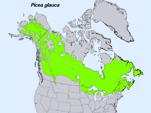 Picea glauca levila.PNG