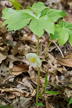 Podophyllum peltatum Arkansas.jpg