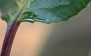 Prunus africana nectaries