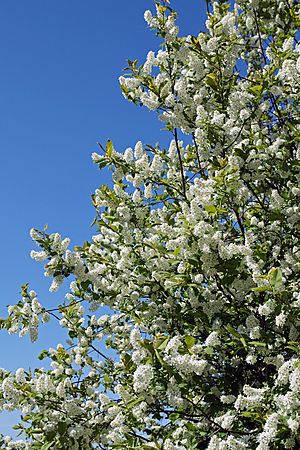 Prunus padus Rauma