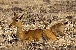 Puku female, South Luangwa