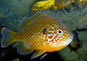 Pumpkinseed (Lepomis gibbosus) (13533753654)